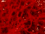 Bloodties Flyer